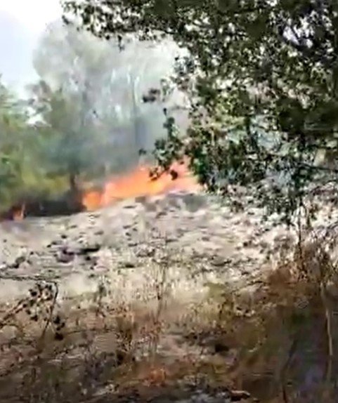 6 dönümlük ağaçlık alan küle döndü