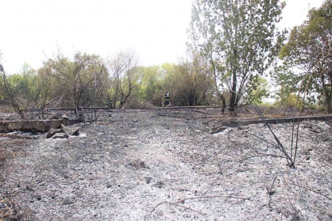 6 dönümlük ağaçlık alan küle döndü