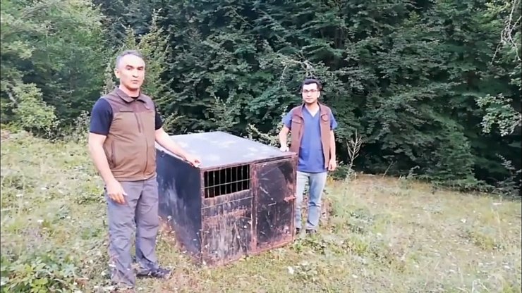 'Balkız' doğaya bırakıldı