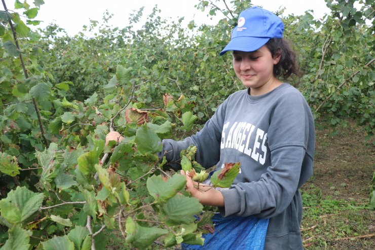 Fındık hasadı başladı, beklenen rekolte açıklandı