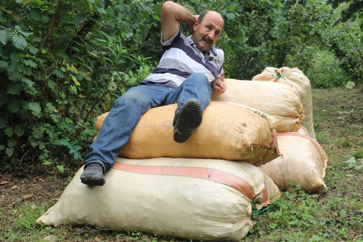 Fındık hasadı başladı, beklenen rekolte açıklandı