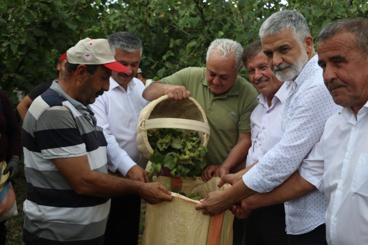 Fındık hasadı başladı, beklenen rekolte açıklandı