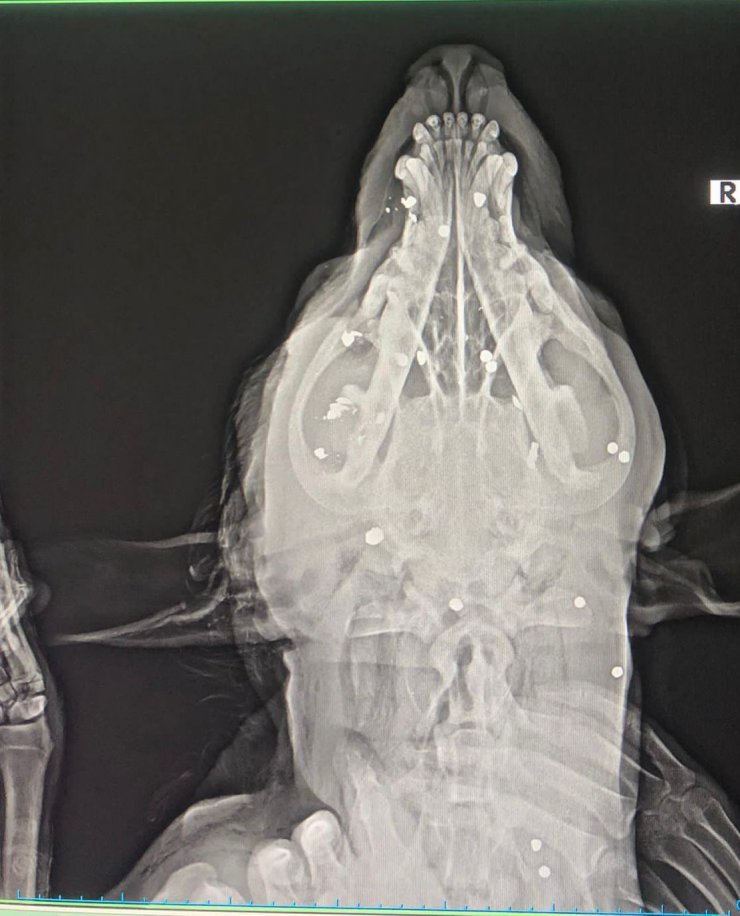 Yakın mesafeden av tüfeğiyle vurularak öldürüldü