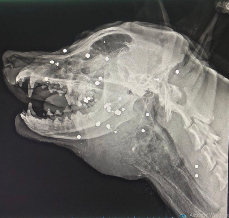 Yakın mesafeden av tüfeğiyle vurularak öldürüldü