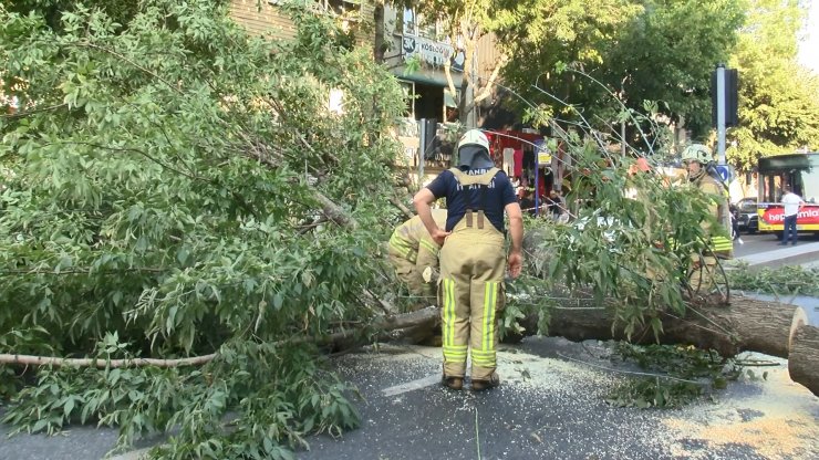 Ağaç devrildi yol trafiğe kapandı