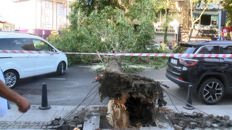Ağaç devrildi yol trafiğe kapandı
