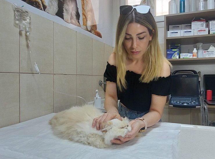 Evcil hayvanlarda 'böcek ısırması ve sokma' uyarısı: Ölümle sonuçlanabilir