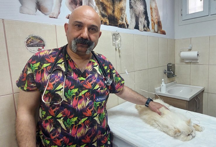 Evcil hayvanlarda 'böcek ısırması ve sokma' uyarısı: Ölümle sonuçlanabilir