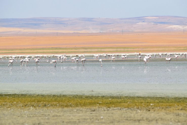 Konya'da tarımdaki bilinçsizce sulama kötü senaryoyu ortaya çıkardı! Yaşam alanları daraldı