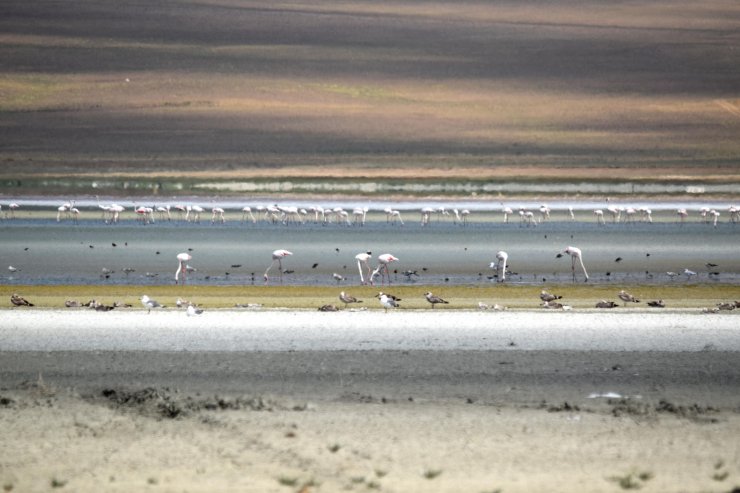 Konya'da tarımdaki bilinçsizce sulama kötü senaryoyu ortaya çıkardı! Yaşam alanları daraldı