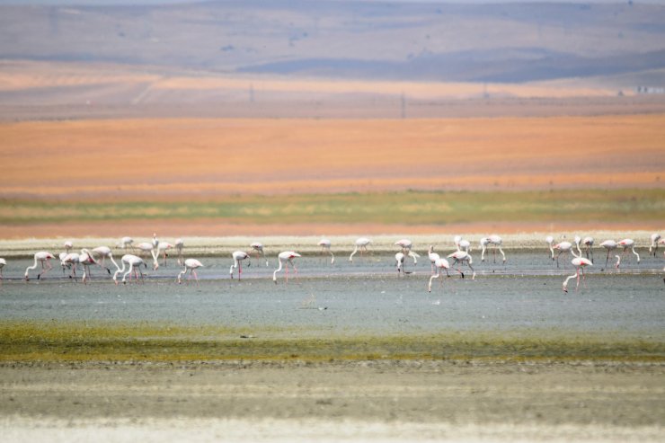 Konya'da tarımdaki bilinçsizce sulama kötü senaryoyu ortaya çıkardı! Yaşam alanları daraldı