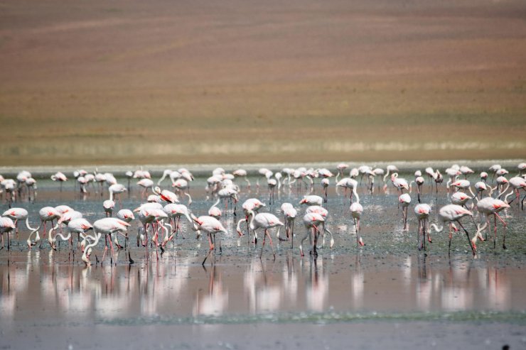 Konya'da tarımdaki bilinçsizce sulama kötü senaryoyu ortaya çıkardı! Yaşam alanları daraldı