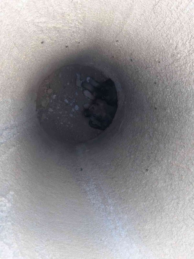 Konya'da beton çukura düşen 2 yavru köpek kurtarıldı