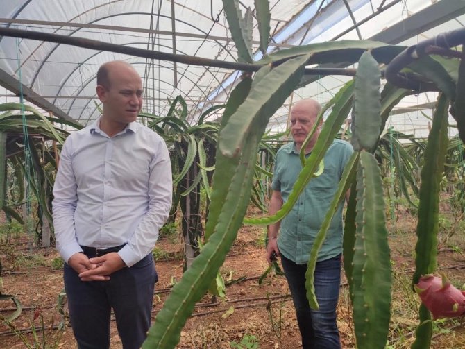 Köyceğiz’de ilk defa üretilen ejder meyvesi hasat töreni yapıldı