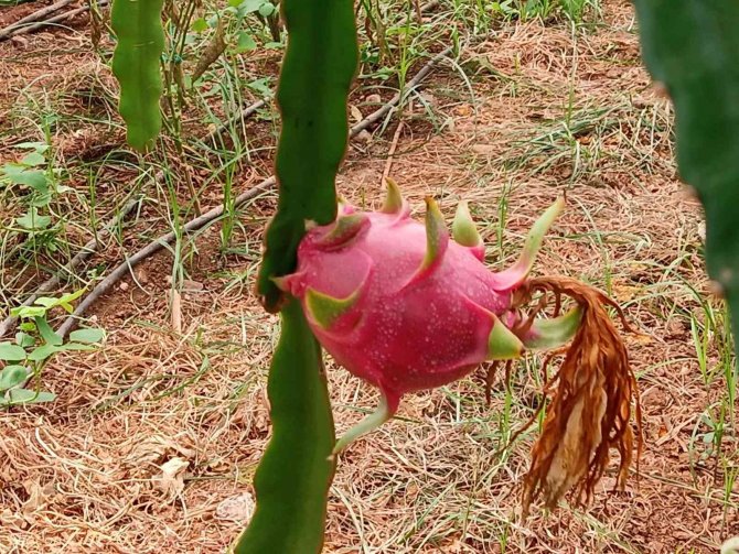 Köyceğiz’de ilk defa üretilen ejder meyvesi hasat töreni yapıldı