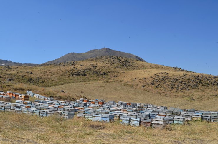 Süphan Dağı'nın 2 bin 300 rakımında bal üretimi