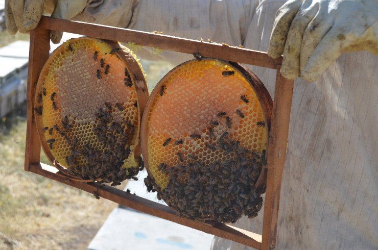 Süphan Dağı'nın 2 bin 300 rakımında bal üretimi