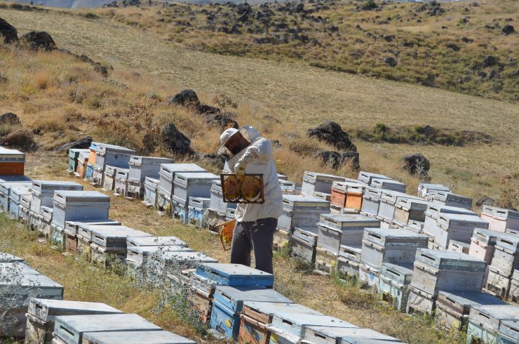 Süphan Dağı'nın 2 bin 300 rakımında bal üretimi