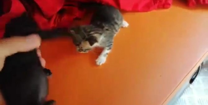 Aracın camını açık bıraktı, sürprizle karşılaştı