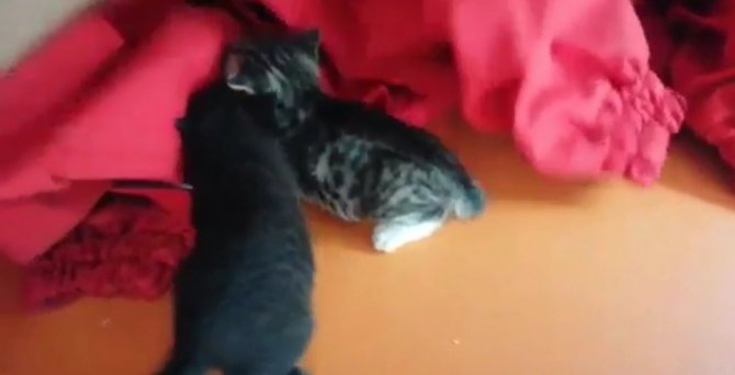 Aracın camını açık bıraktı, sürprizle karşılaştı