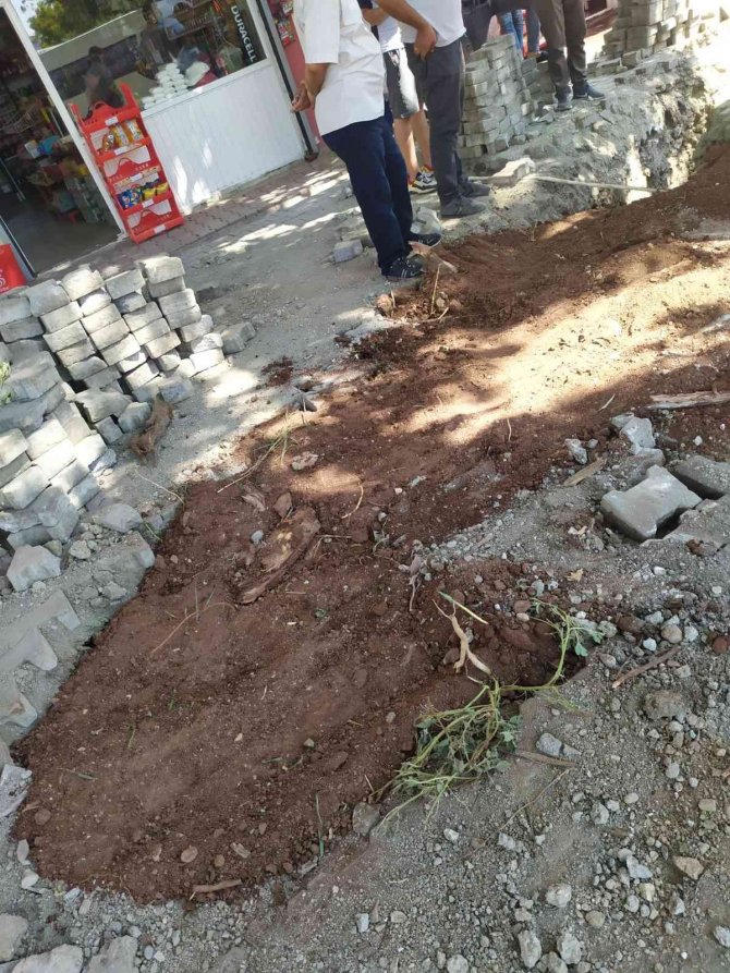 Çınar ağacının kökleri toprakla kapatıldı