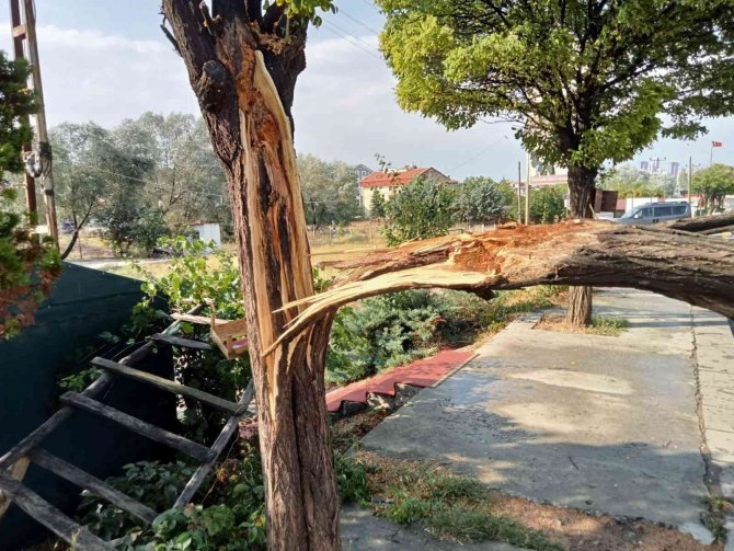 Etkili olan fırtına bir ağacı yerinden söktü