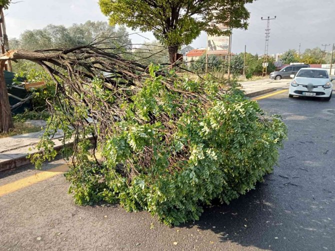 Etkili olan fırtına bir ağacı yerinden söktü