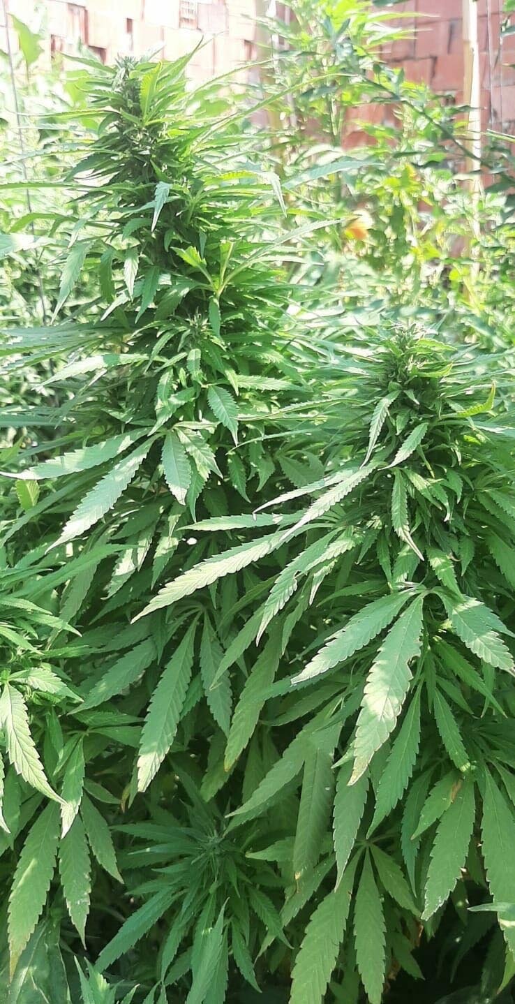 Evinin bahçesini kenevir tarlasına çeviren şahıs aranıyor