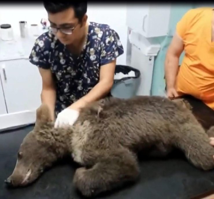 ‘Kuraklıkla acı balda zehir etkisi arttı’