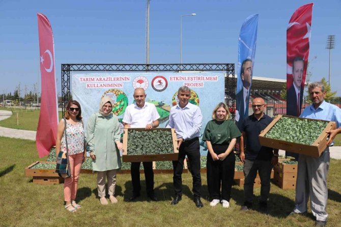 Samsun’da 687 bin kışlık sebze fidesi dağıtıldı