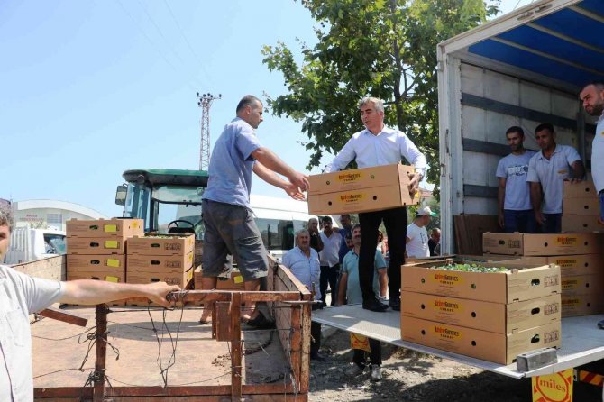 Samsun’da 687 bin kışlık sebze fidesi dağıtıldı