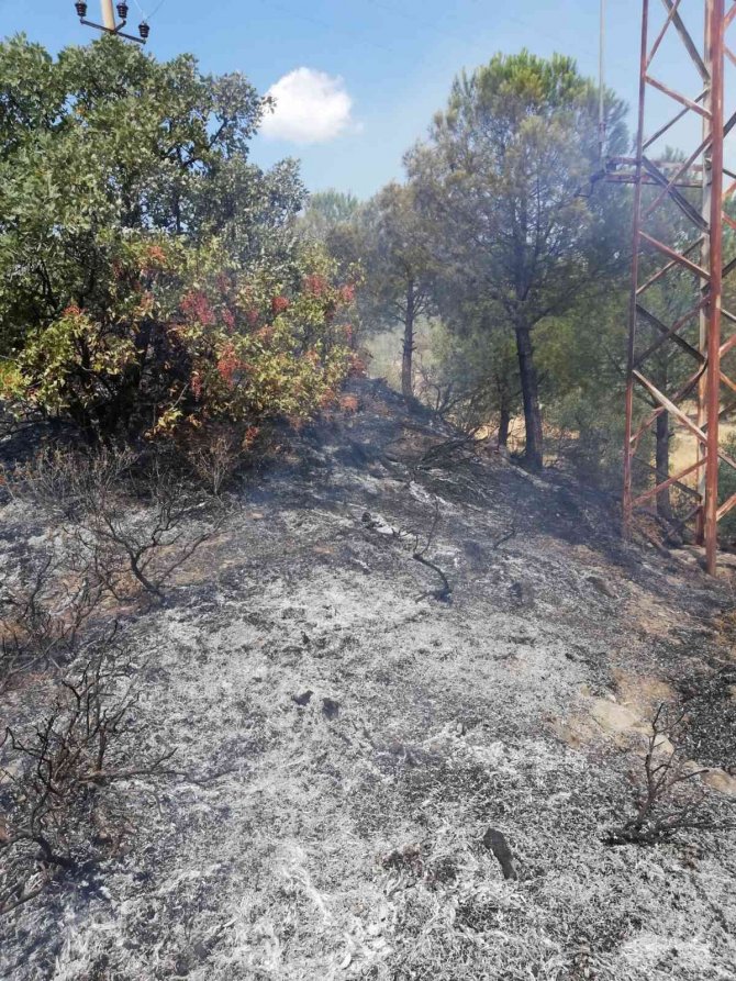 Trafoya çarpan şahin yangına sebep oldu