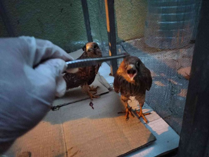 Bitkin düşen kerkenez yavruları tedavi altına alındı