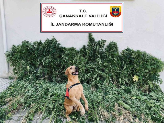 Çanakkale’de uyuşturucu operasyonu: 6 gözaltı