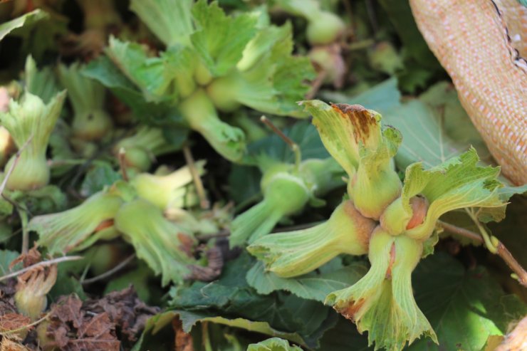 Fındıkta 2 milyar dolarlık ihracat hedefi