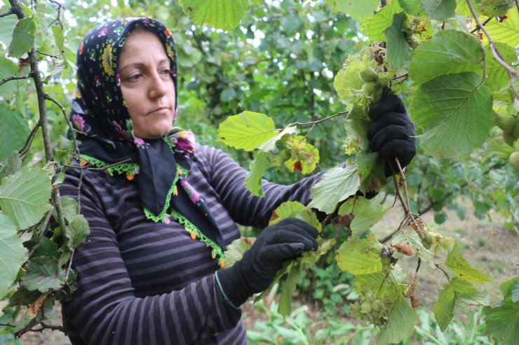 Fındıkta 2 milyar dolarlık ihracat hedefi