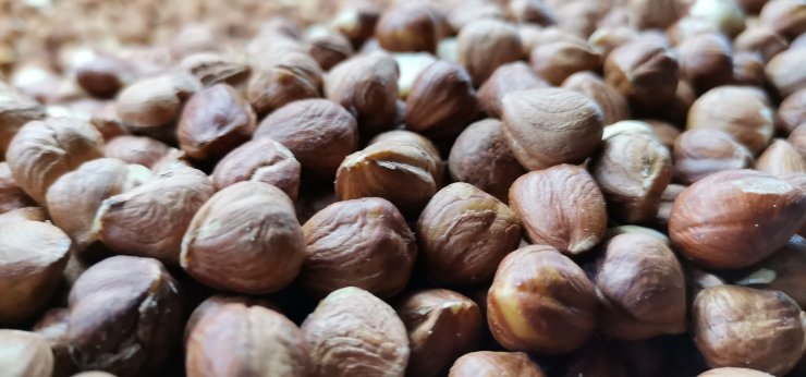 Fındıkta 2 milyar dolarlık ihracat hedefi