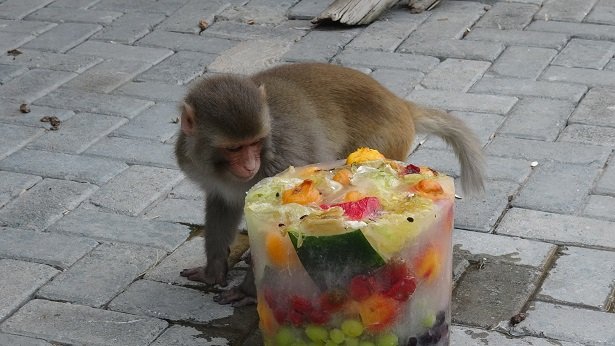 Konya’da termometreler 41 dereceyi buldu! Sıcaktan bunalan hayvanlara buzlu meyve ikramı