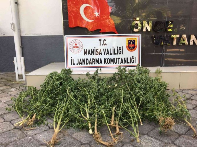 Narkotik köpek timi eşliğinde kenevir operasyonu