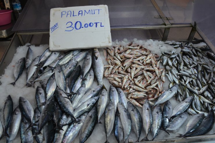 Sinop'ta sezonun ilk palamutları, 30 liradan tezgahlarda