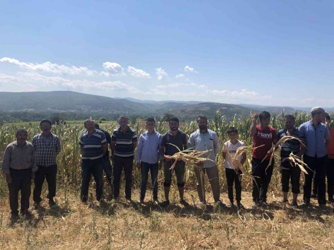 Susuz kalan yüzlerce dönümdeki mahsuller kurudu