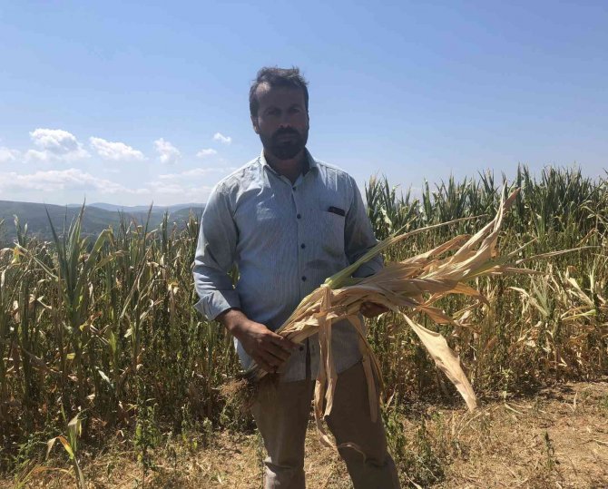 Susuz kalan yüzlerce dönümdeki mahsuller kurudu