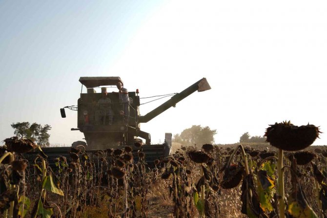 Tarsus’ta üreticiye dağıtılan ayçiçek tohumlarının hasadı yapıldı