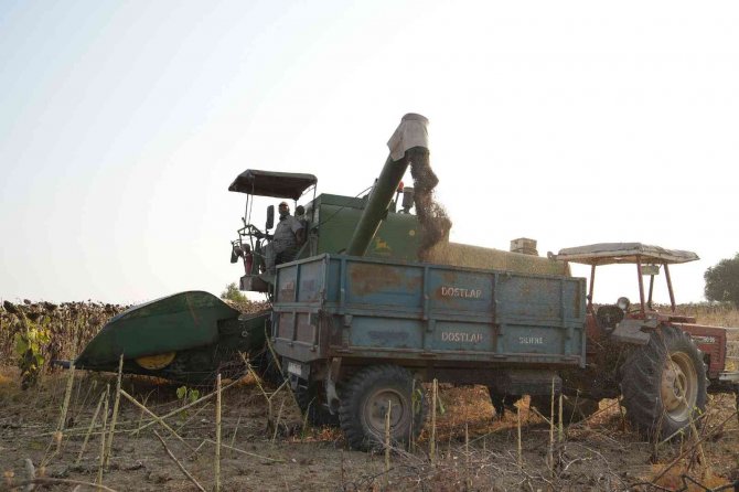 Tarsus’ta üreticiye dağıtılan ayçiçek tohumlarının hasadı yapıldı