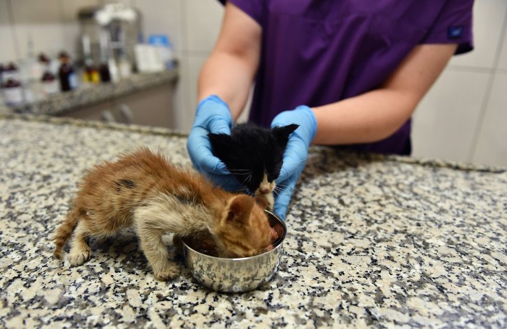 Zifte bulanan yavru kediler temizlendi