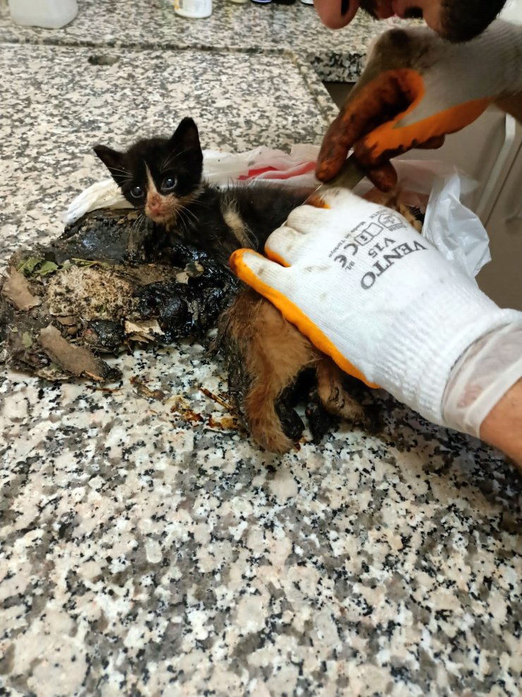 Zifte bulanan yavru kediler temizlendi