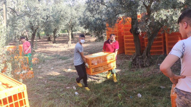 Bursa'da TIR devrildi; yüzlerce tavuk öldü