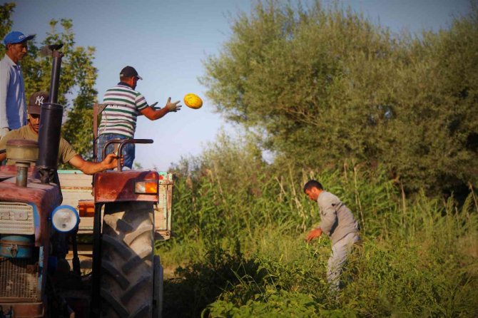 Konya Ovasından Türkiye'nin dört bir yanına gönderiliyor