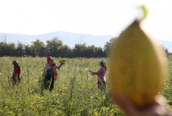 Konya Ovasından Türkiye'nin dört bir yanına gönderiliyor