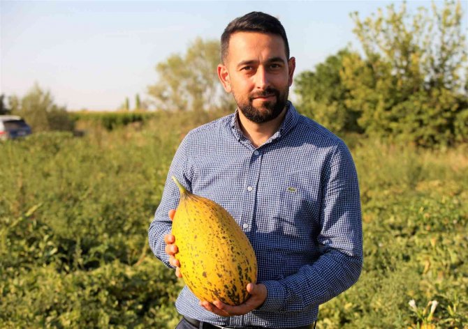 Konya Ovasından Türkiye'nin dört bir yanına gönderiliyor